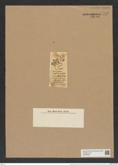 Amphitetras quadricornis (Grev.) De-Toni (de-Toni-Nr.: Genus 137, Species 3610) Zeichnungen Sammlung Grunow Nr. 7109 (NHMW-BOT-W0376065)